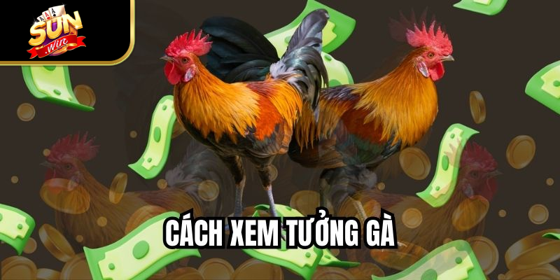 Cách Xem Tướng Gà - Hướng Dẫn Nhận Diện Chiến Kê Đẹp