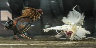 Nghiên cứu tài liệu về lịch sử và văn hóa dân gian
